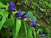 17 Gentiana asclepiadea (Genziana minore)